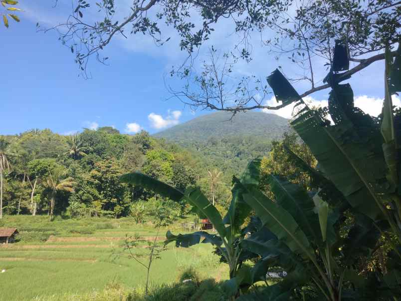 dijual tanah kebun cengkeh udara sejuk