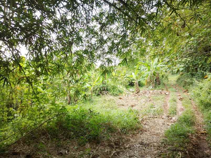 dijual tanah kebun luas dan murah