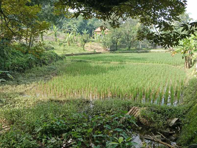 dijual tanah kebun sawah empang tanjungwangi subang