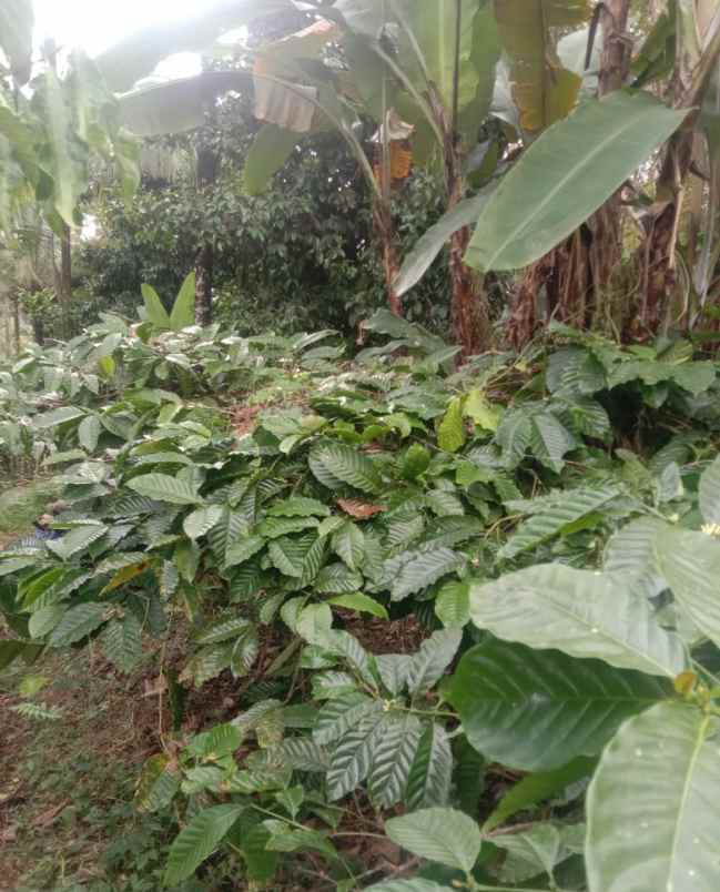 dijual tanah mundeh tabanan bali