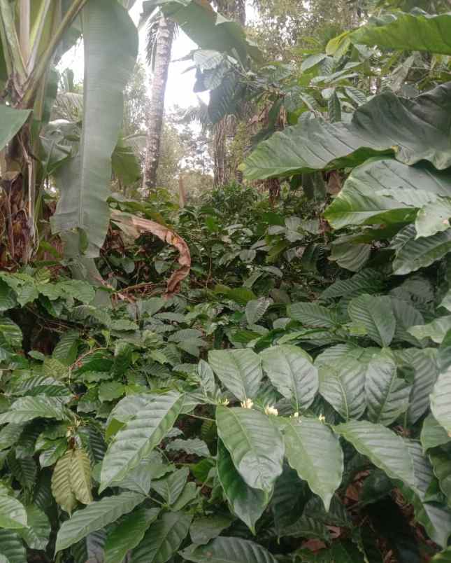 dijual tanah mundeh tabanan bali