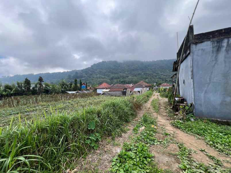 dijual tanah pancasari dkt bedugul the