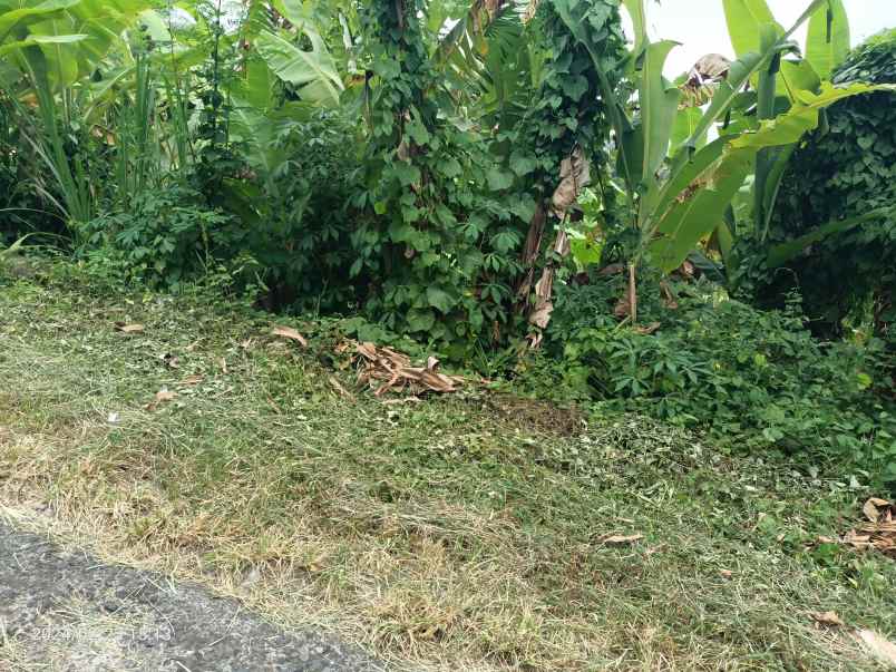 dijual tanah selemadeg timur tabanan bali