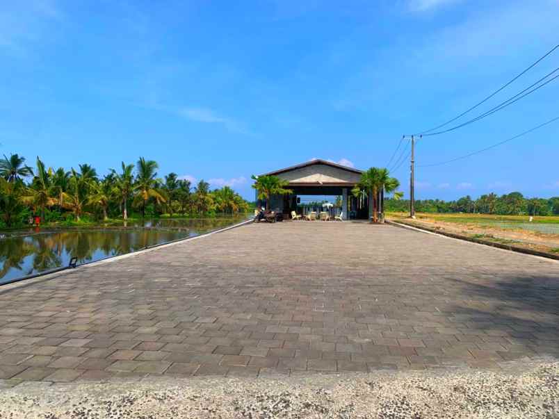 disewakan tanah kedungu pigstone beach bali