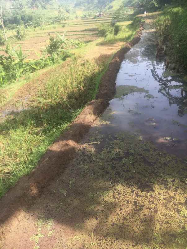 jual sawah produktif padalarang kbb