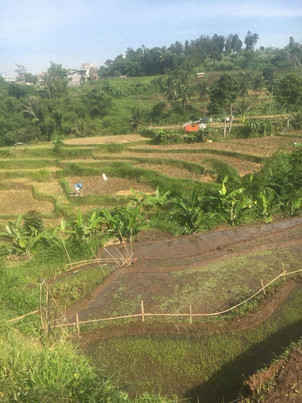 jual sawah produktif padalarang kbb