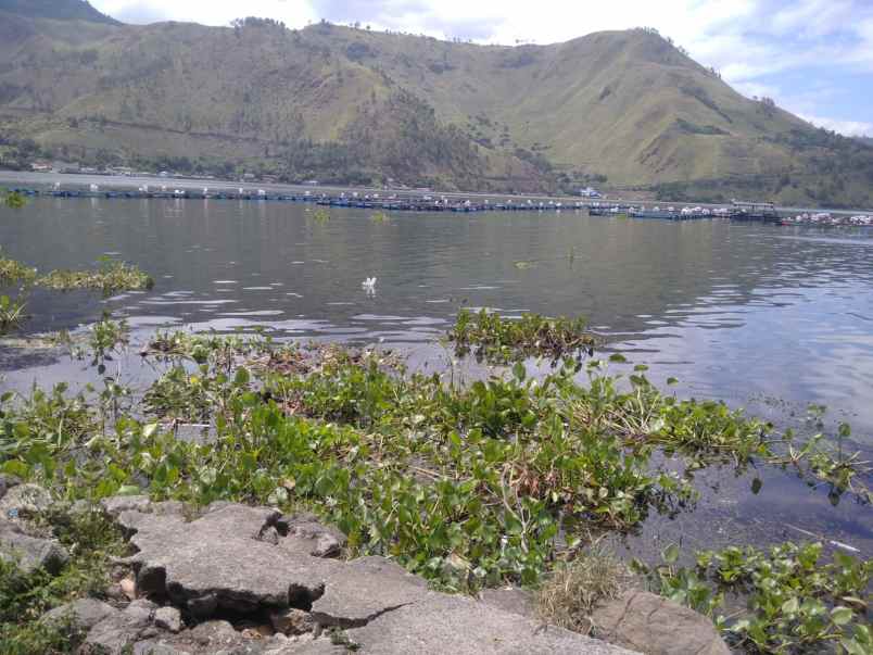 jual tanah langsung di bibir pantai danau toba