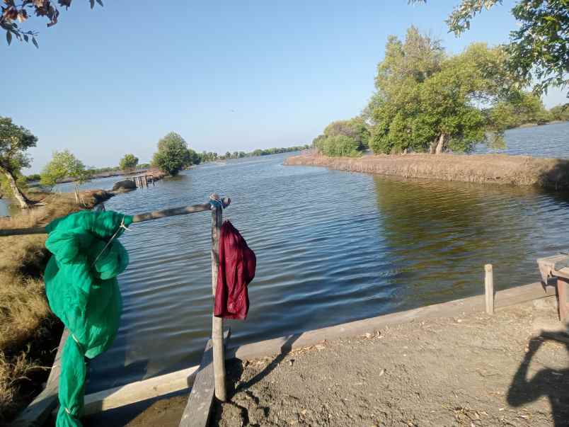 jual tanah tambak bandeng dan udang