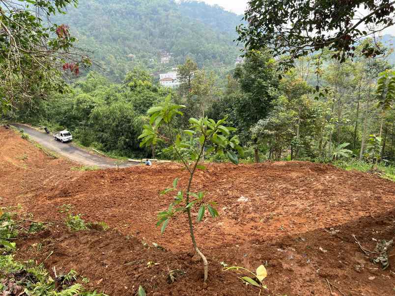 kebun alpukat 1200m jalan dpu ngargoyoso