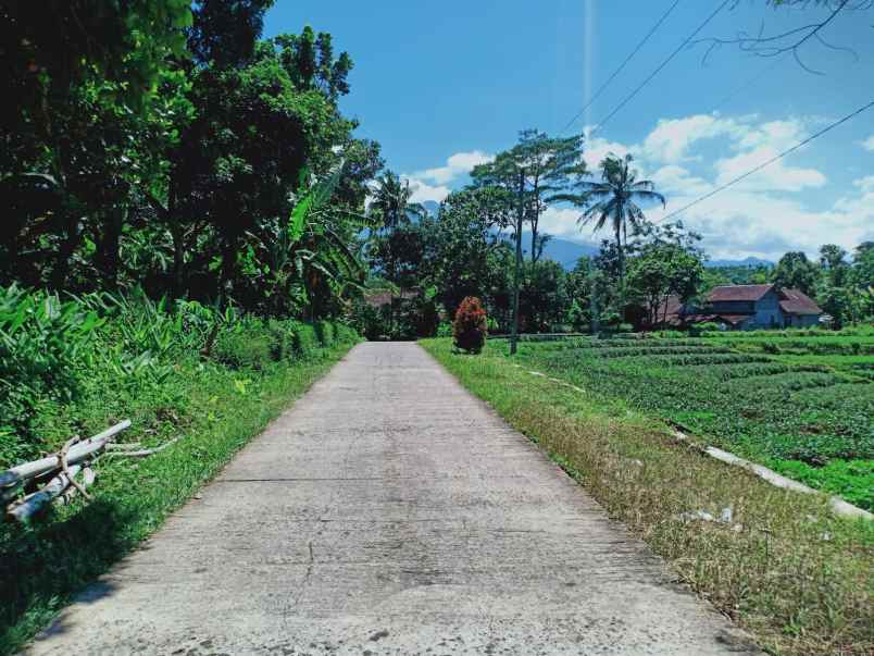 kebun durian siap panen kawasan wisata karanganyar