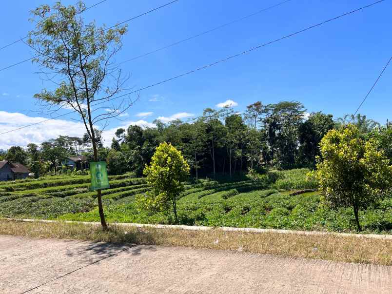 kebun durian siap panen kawasan wisata karanganyar