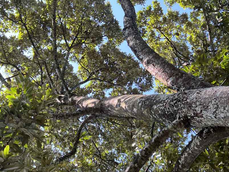 kebun durian siap panen kawasan wisata karanganyar