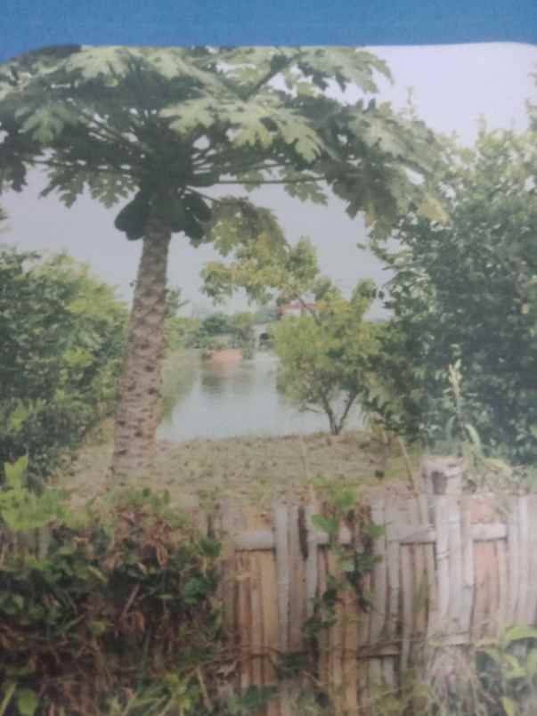 sawah dalam bentuk kolam