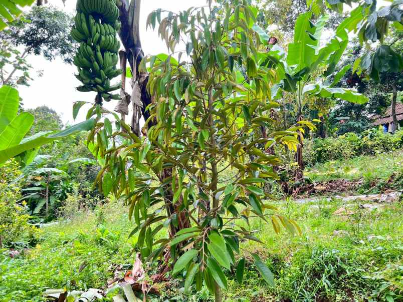 tanah 250 juta bonus pohon durian karanganyar