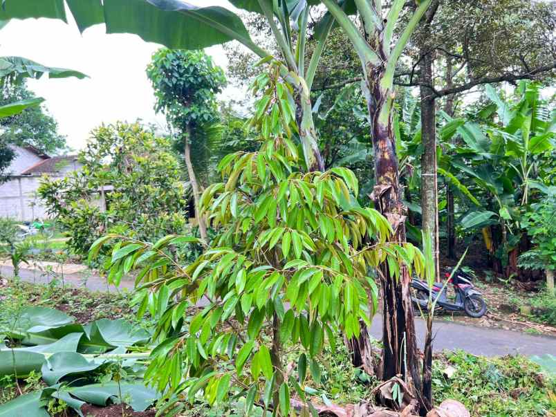 tanah 250 juta bonus pohon durian karanganyar