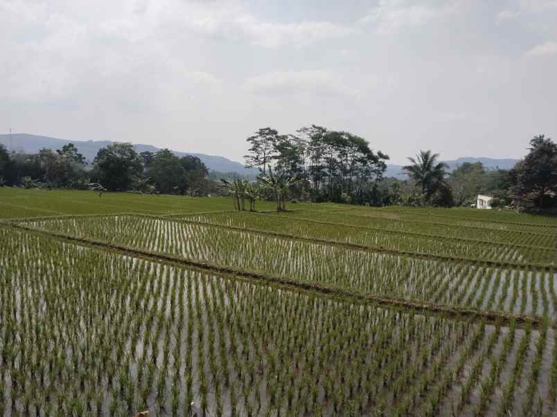 tanah di jalan raya provinsi sagalaherang subang