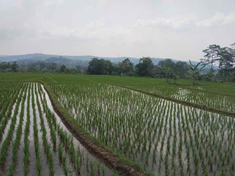 tanah di jalan raya provinsi sagalaherang subang