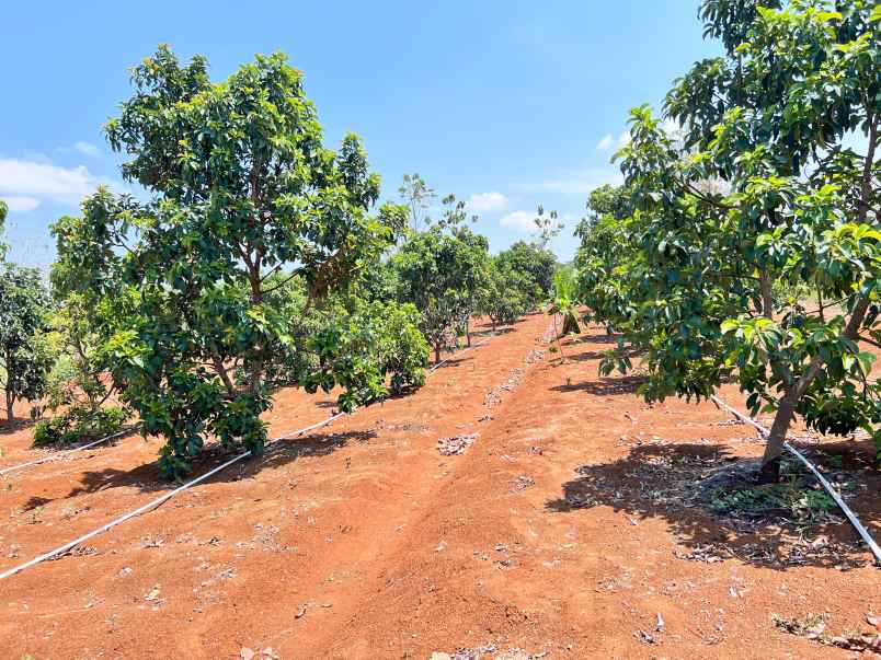 tanah kebun alpukat subur siap panen karanganyar