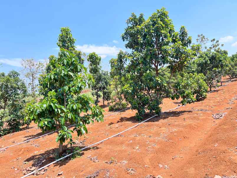 tanah kebun alpukat subur siap panen karanganyar