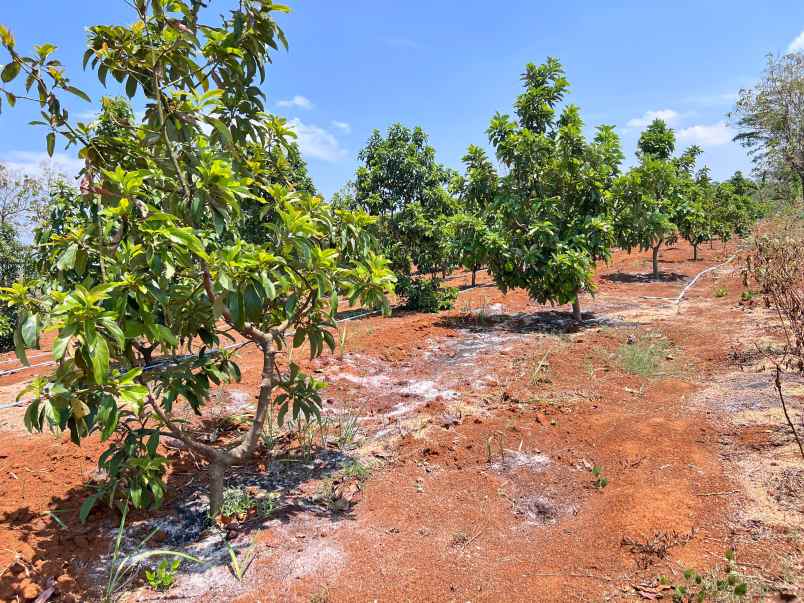 tanah kebun alpukat subur siap panen karanganyar