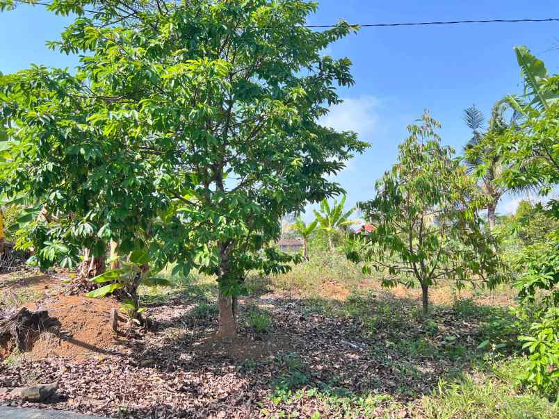 tanah kebun buah 4131m kawasan wisata ngargoyoso