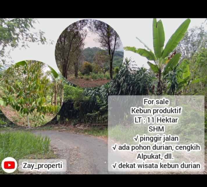 tanah kebun produktif jalan cagak subang