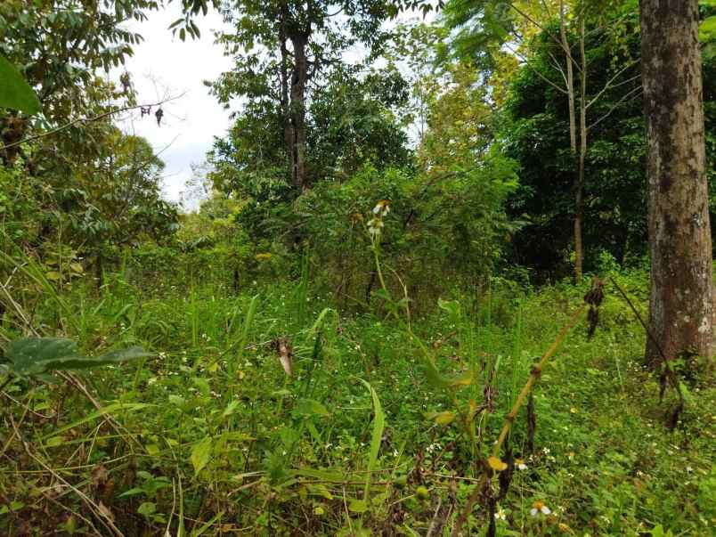 tanah kebun wonolopo mijen zona kuning