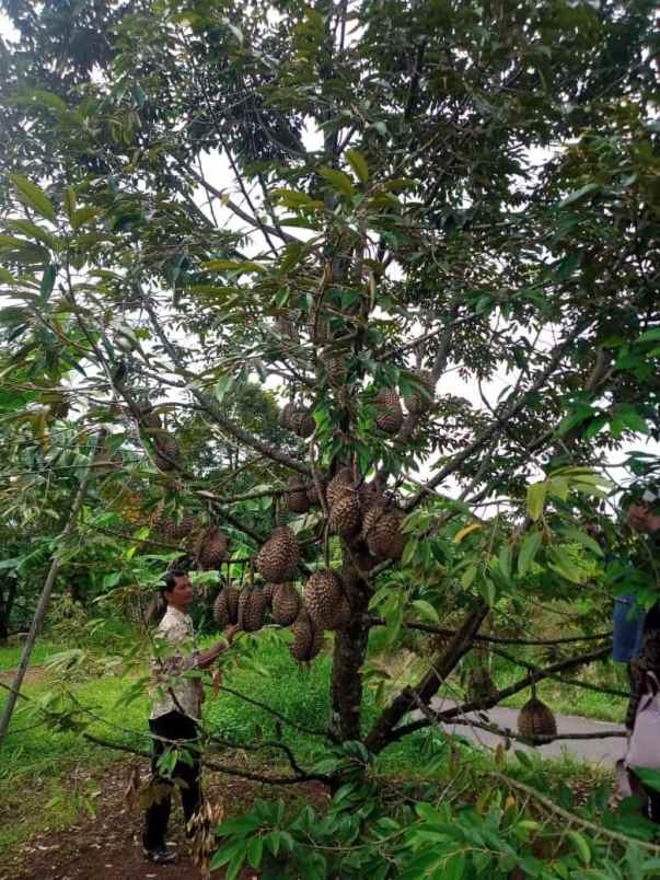 dijual kebun durian siap panen di pekalongan jawa