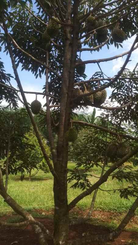 dijual kebun durian siap panen di pekalongan jawa