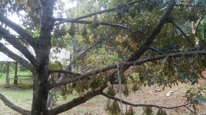 dijual kebun durian siap panen di pekalongan jawa