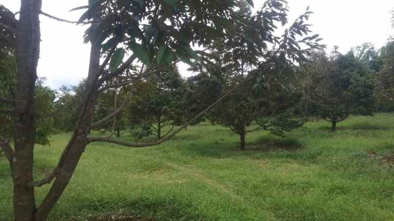 dijual kebun durian siap panen di pekalongan jawa