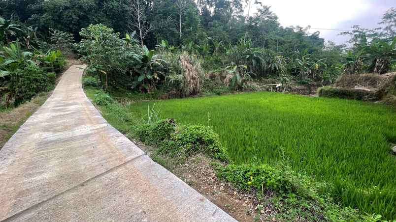 dijual tanah bojong