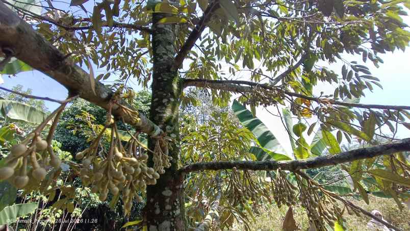 dijual tanah desa ciracas kecamatan