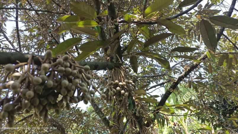 dijual tanah desa ciracas kecamatan