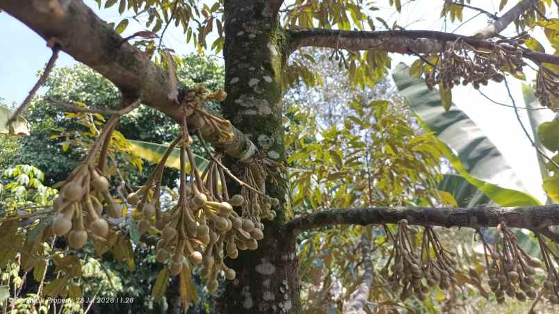 dijual tanah desa ciracas kecamatan