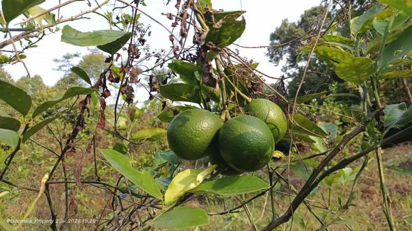 dijual tanah desa ciracas kecamatan