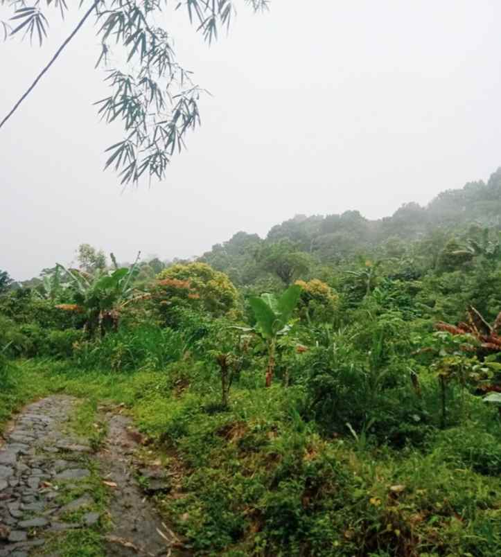 dijual tanah desa galungan munduk masem