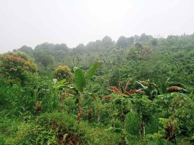 dijual tanah desa galungan munduk masem