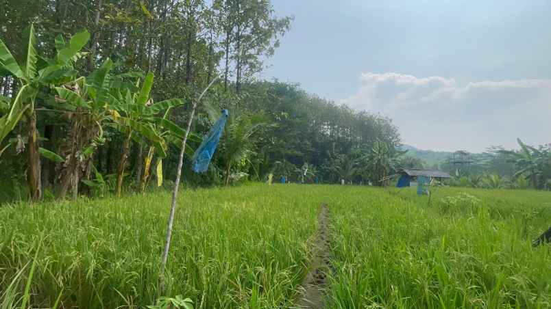 dijual tanah jatiluhur