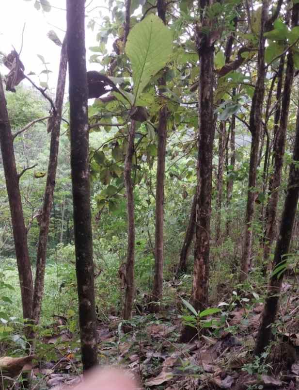 dijual tanah kebun jati di kuningan jawa barat
