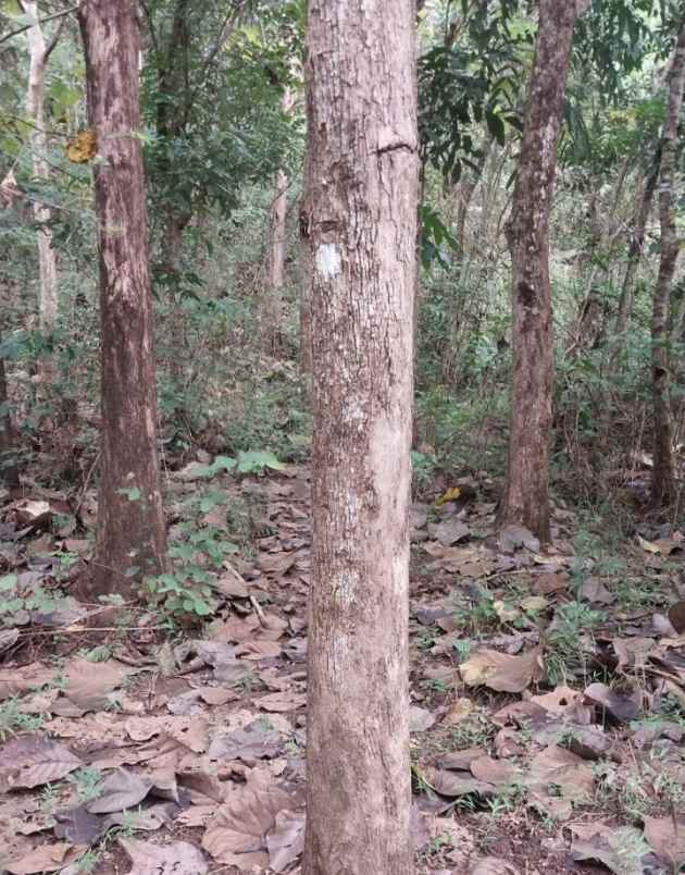 dijual tanah kebun jati di kuningan jawa barat