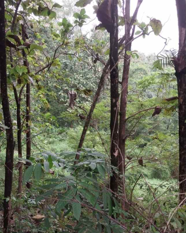 dijual tanah kebun jati di kuningan jawa barat