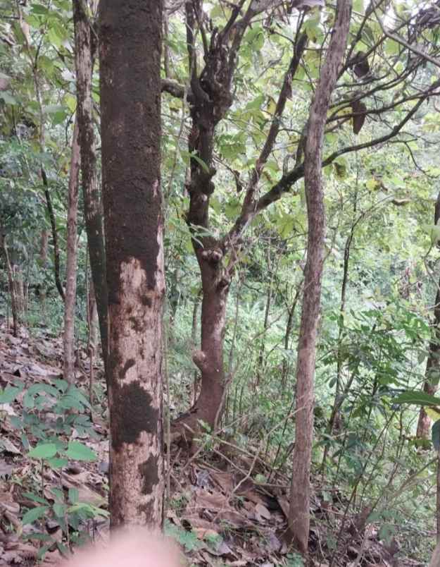dijual tanah kebun jati di kuningan jawa barat