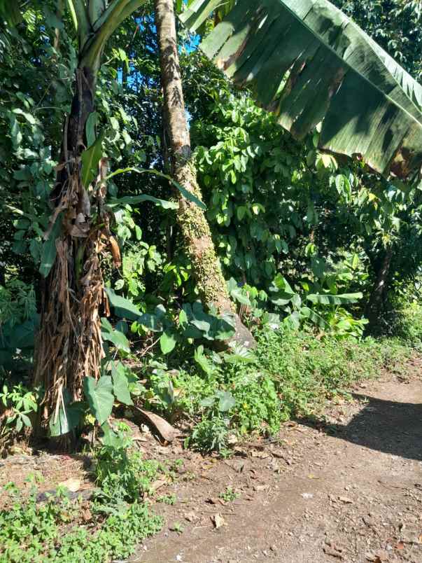 dijual tanah kebun lingkungan penduduk akses mobil