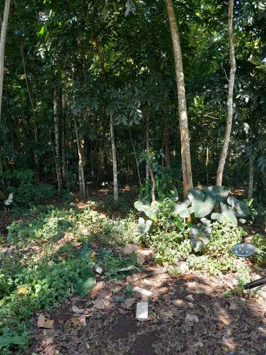 dijual tanah kebun lingkungan penduduk akses mobil