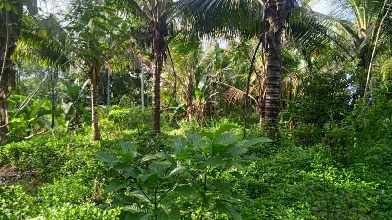 dijual tanah kebun murah berlokasi di desa lumbung