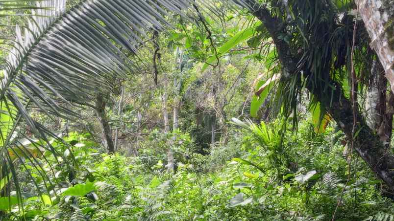 dijual tanah kebun murah berlokasi di desa lumbung