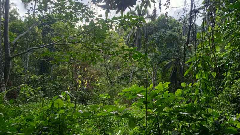 dijual tanah kebun murah berlokasi di desa lumbung