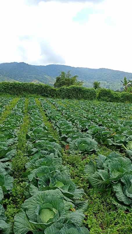 dijual tanah persedanta barus jahe
