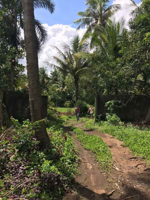 dijual tanah sambirenteng tejakula